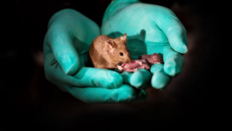 Científicos logran reproducir ratones a partir de dos hembras
