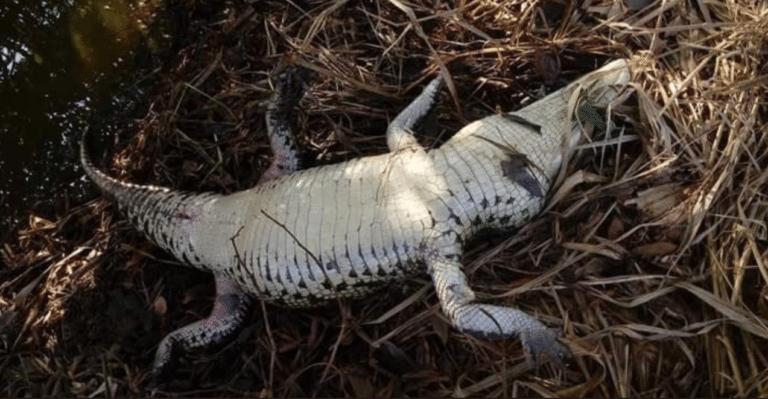 Tristes imágenes muestran daños naturales y animales muertos por derrame petrolero