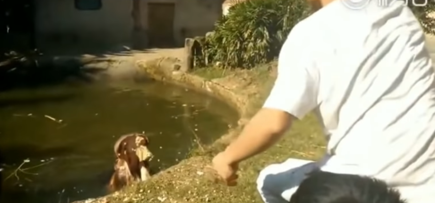 Indigna video de turista que alimenta con bolsa de plástico a hipopótamo