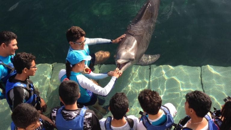 Acreditan a acuarios y delfinarios de Q. Roo
