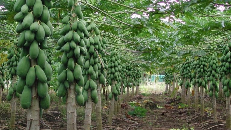 Engaña Sedarpe a papayeros