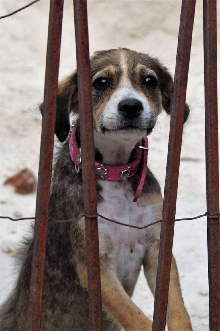 GALERÍA: En aumento, maltrato y abandono de perros