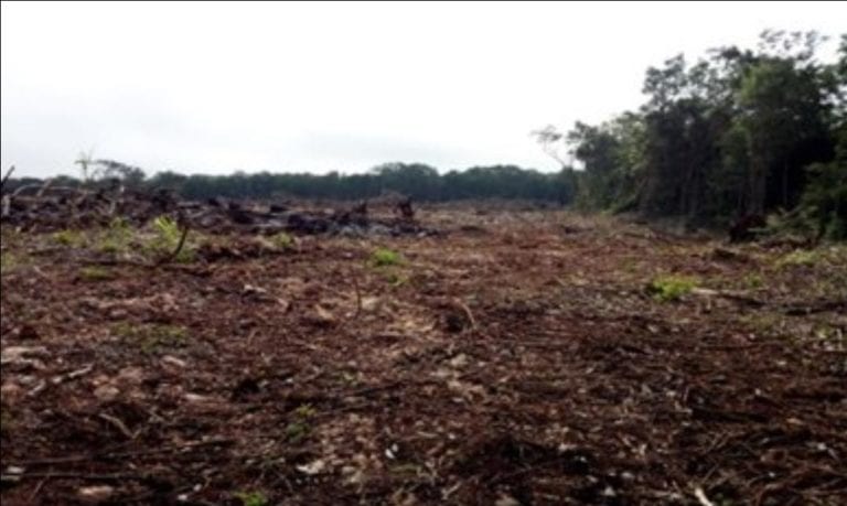Frena Profepa deforestación de agricultores de cítricos