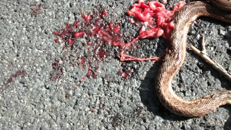 Vehículos ponen en peligro a especies endémicas