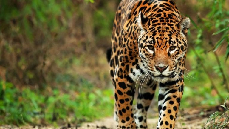 Aplauden medidas de Tren Maya para proteger al jaguar
