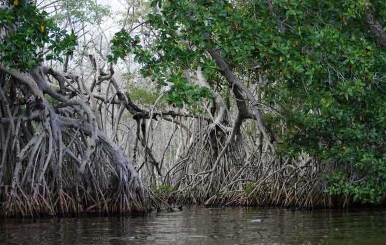 Acusan a Laura Beristain de promover tala de manglar