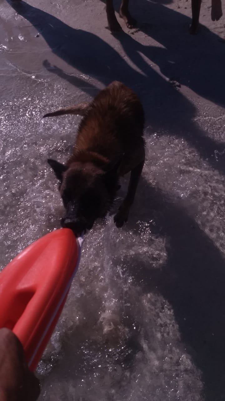 Perro juguetón asusta a bañistas en Punta Esmeralda