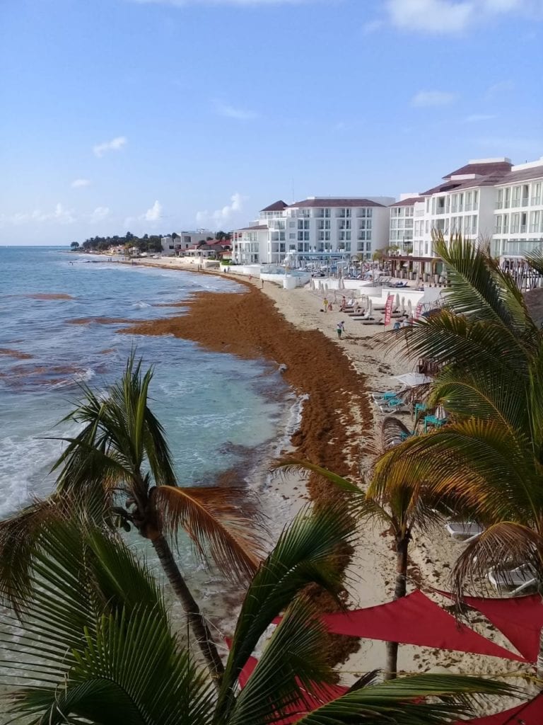 Amanece Playacar con sargazo, pese a presencia de Ar.Co