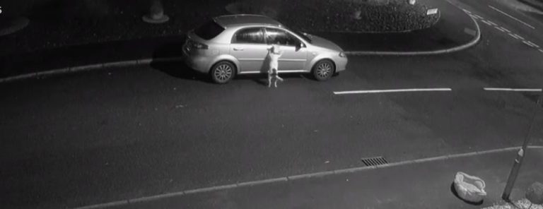 Captan el momento en que sujeto abandona a su perro antes de Navidad