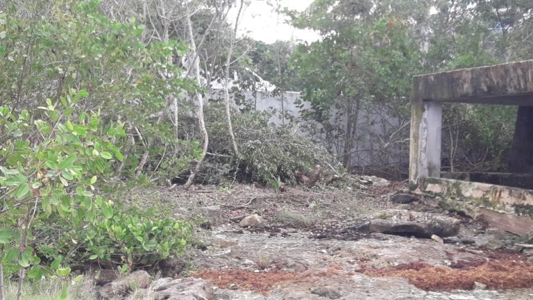 Área de devastación de mangle en Cozumel, está concesionada