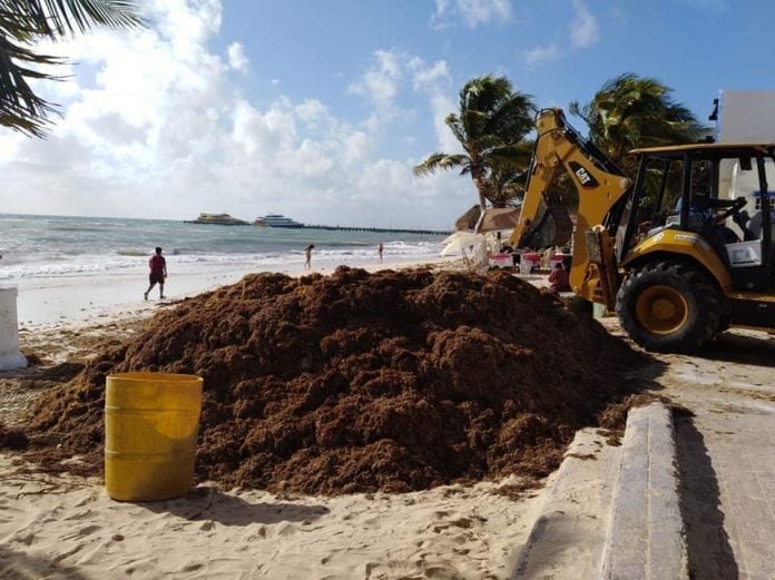 sargazo en Quintana Roo