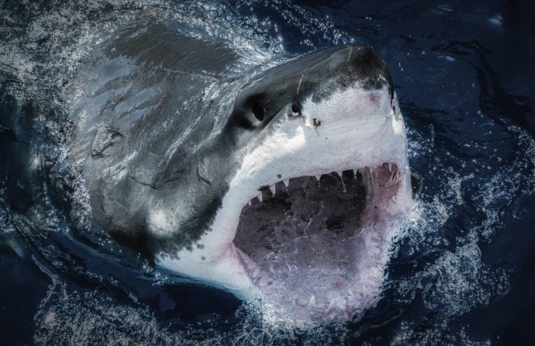 Realizarán el Primer Congreso Latinoamericano de Tiburones, Rayas y Quimeras