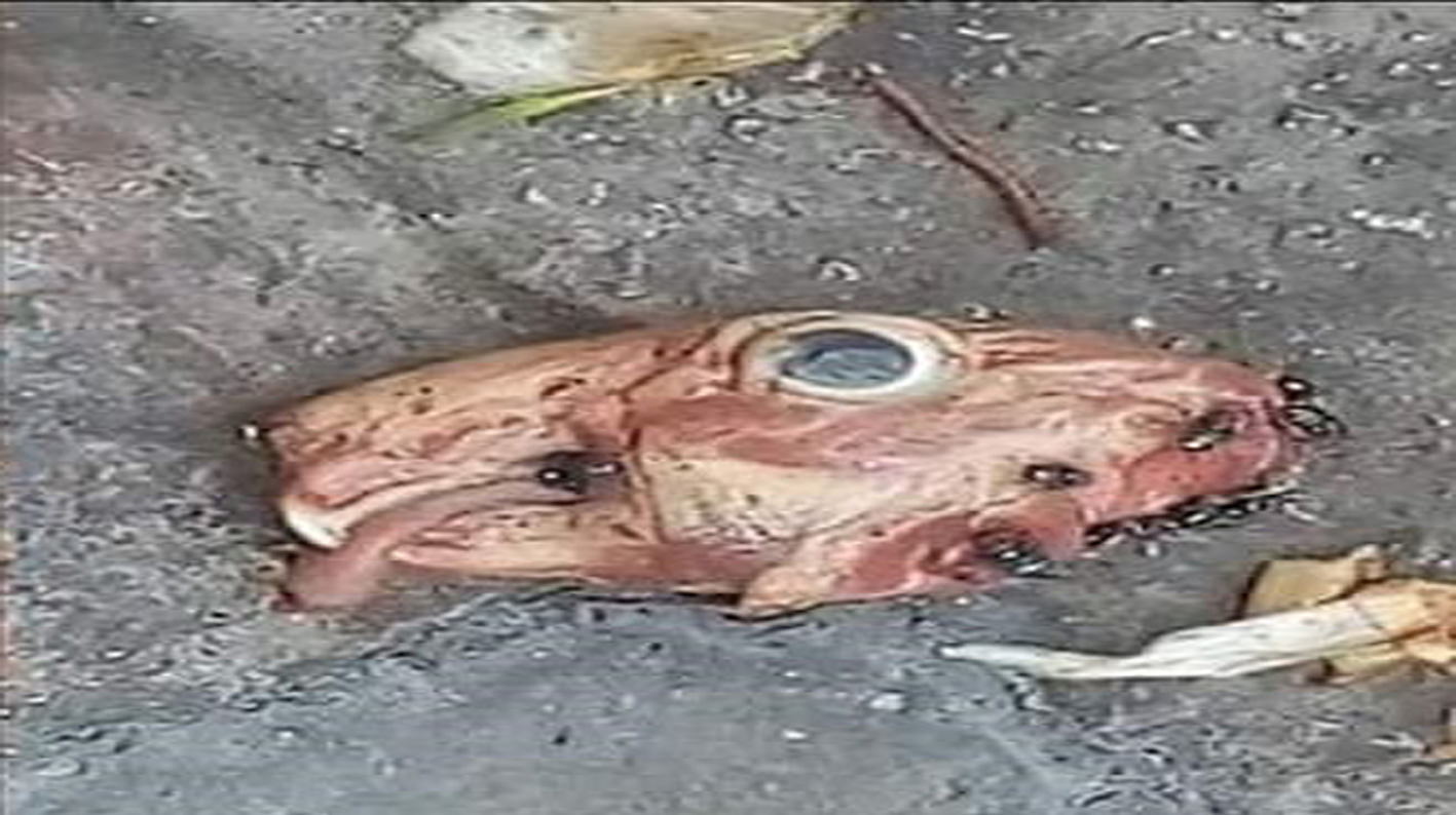 Cráneo afuera de restaurante chetumaleño era de conejo