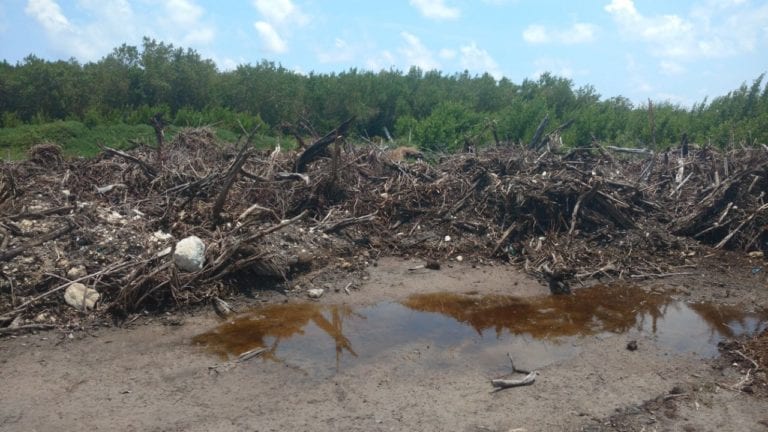 Laura Fernández es partícipe en ecocidios en Puerto Morelos: Ender