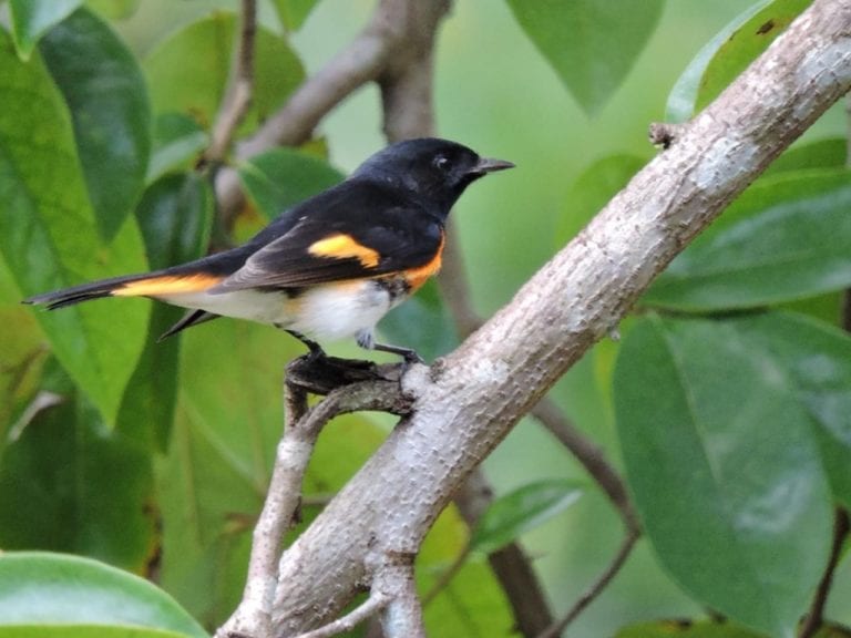 Monitoreo de aves permite conocer la salud de los ecosistemas: FPMC