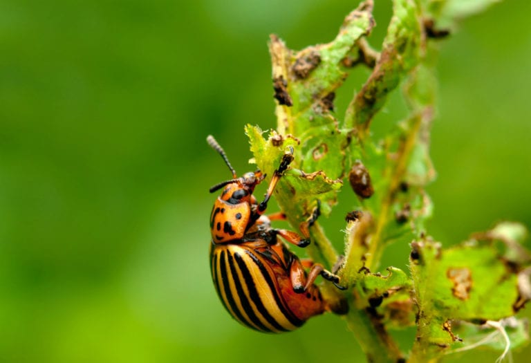 Apicultores de Sabán no pueden combatir plaga de escarabajo