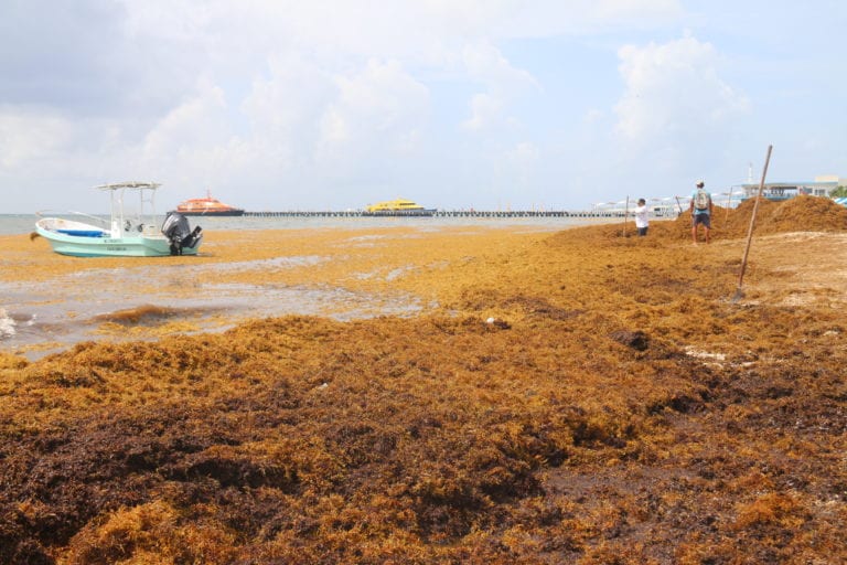 Francia colaborará en recolecta del sargazo en Quintana Roo