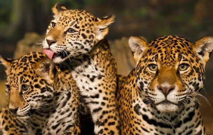 Jaguares en peligro por Tren Maya