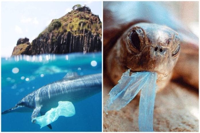 Estudio revela que en el 100% de mamíferos marinos existen restos de plástico