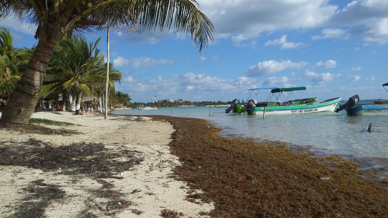 Urge recolección del sargazo desde el mar: náuticos