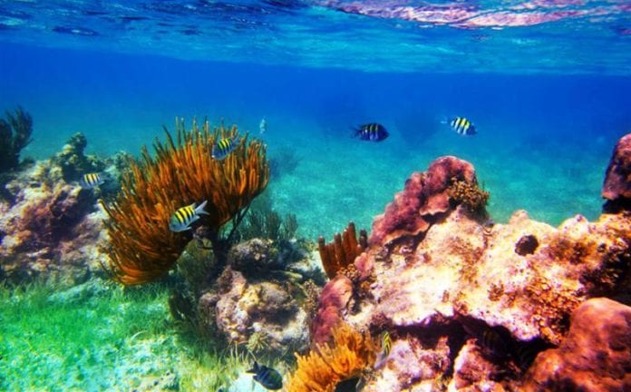 Mortandad de corales agrava crisis del sargazo en el Caribe mexicano