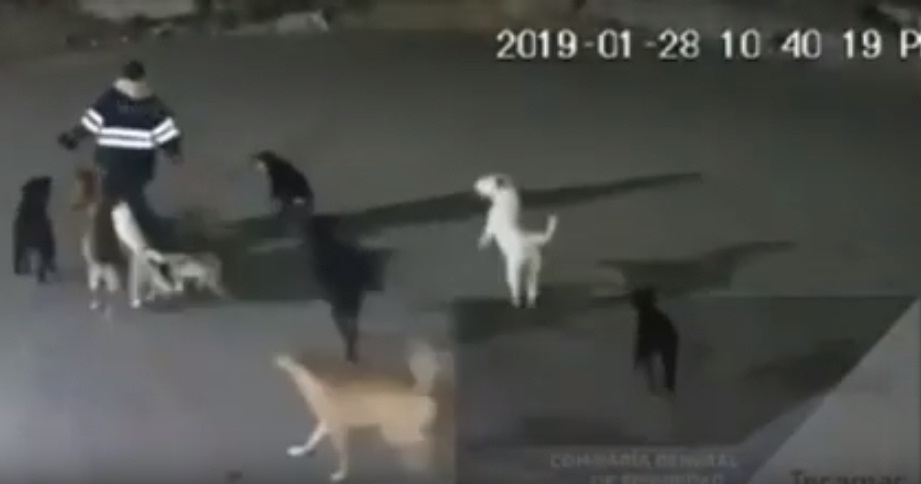 Mujer es asesinada por una jauría de perros en Edomex