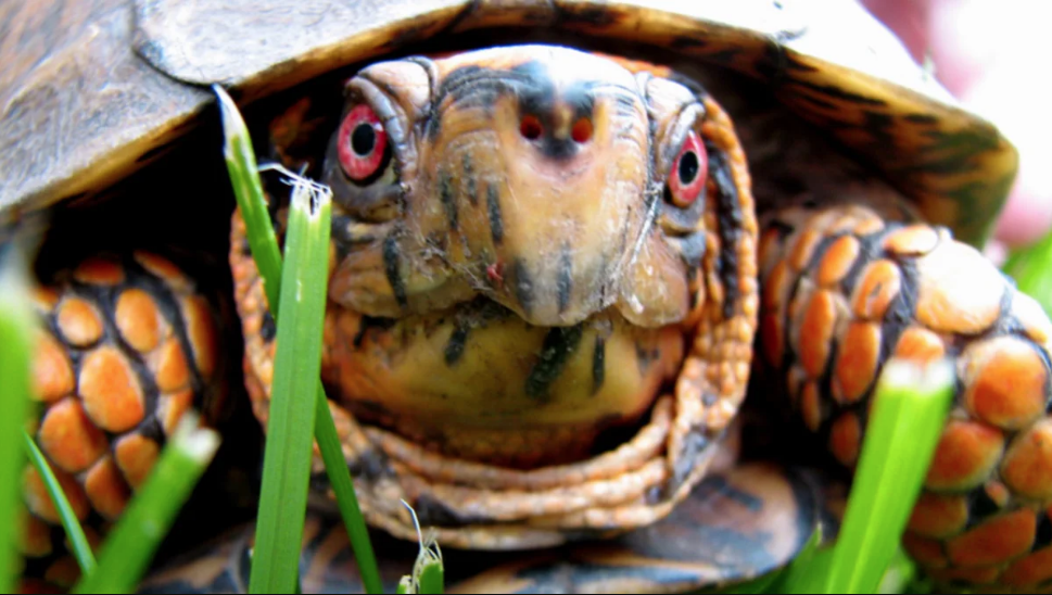 "Inventa" manera para no perder a su tortuga y se hace viral