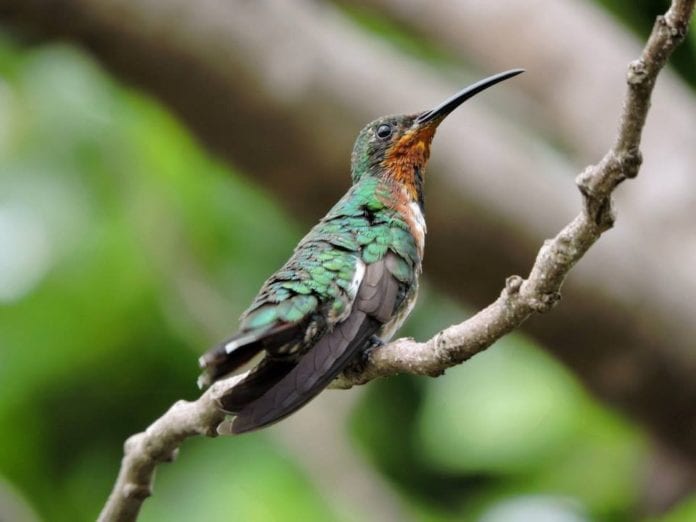 Centro de Conservación Ambiental de la Fundación de Parques y Museos de Cozumel que dirige Rafael Chacón Diaz realice programas de protección del colibrí esmeralda, que es un ave endémica de la isla