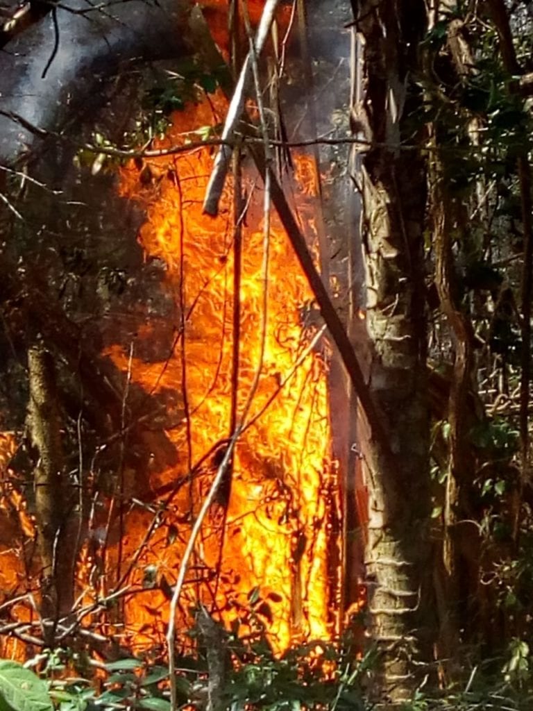 Segundo incendio forestal en la colonia Cristal de Tulum