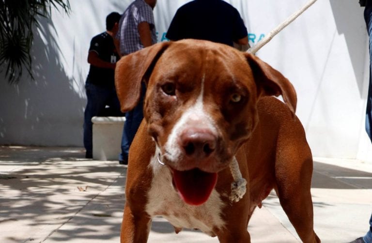 Regresa con sus dueños el perro maltratado por policías de Cozumel