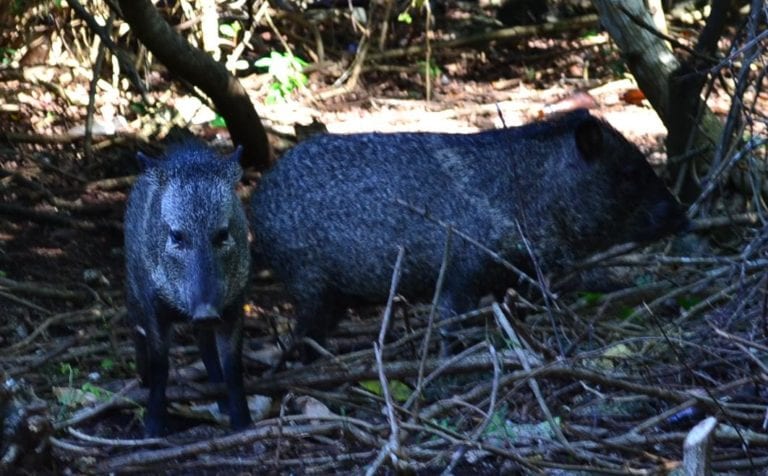 Coatí y Pecarí son rescatados de morir atropellados por la Fundación de Parques y Museos de Cozumel