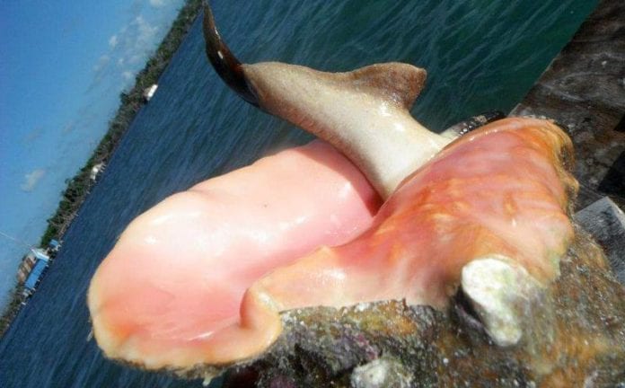 Caracol Rosado en Cozumel sufre en su recuperación
