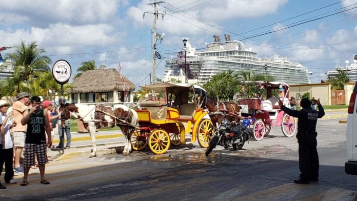 Subdirección de Ecología se desentiende de los equinos enfermos en Cozumel