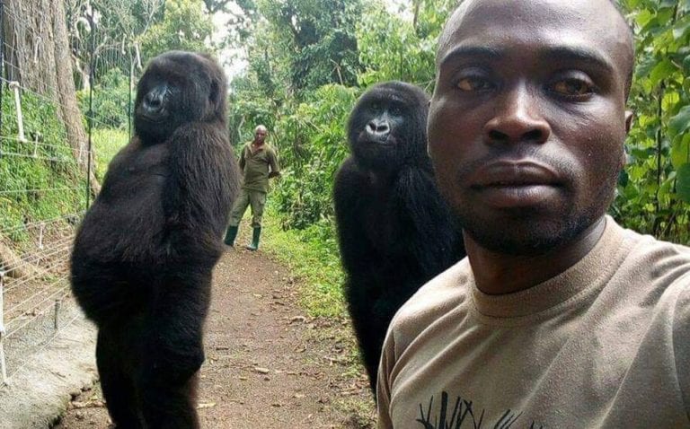 Gorilas posan para la selfie y se vuelven viral