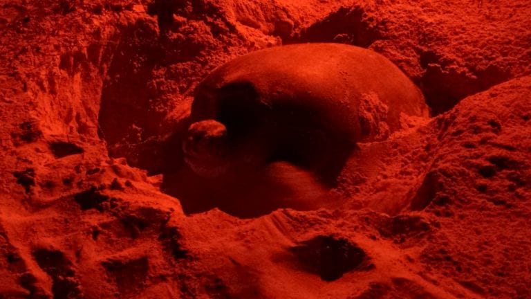 Tortugas marinas han comenzado a desovar en Cozumel