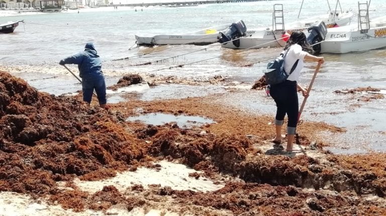 Recoja de sargazo genera inconformidades con personal del municipio en Solidaridad