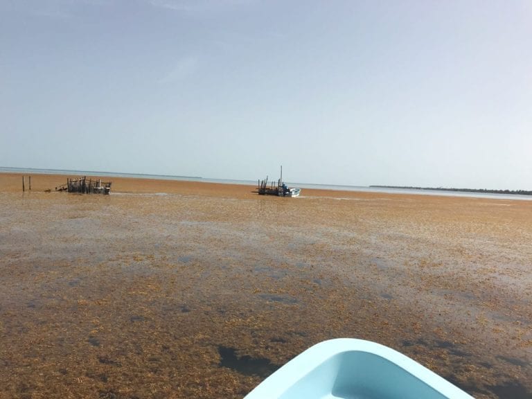 Mara, hoteleros y Fonatur definirán estrategia antisargazo