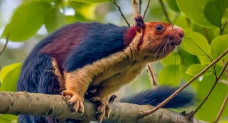 Ardilla multicolor es hallada en la India