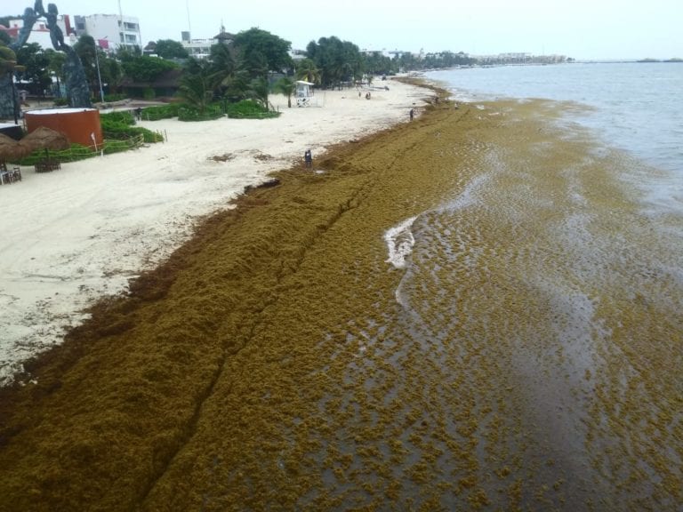 Sargazo es la mayor amenaza para México: coordinador de Tren Maya