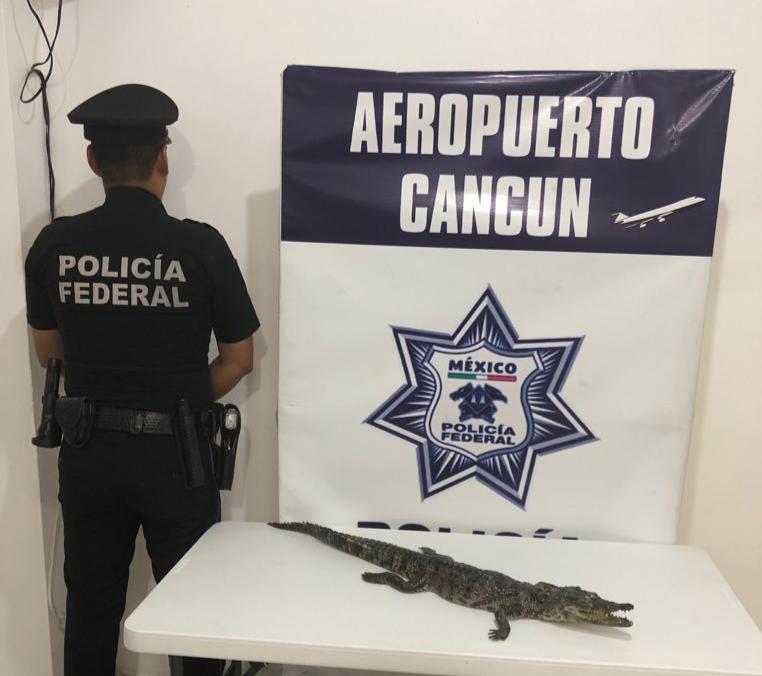 Detienen a chinos por querer abordar avión con cocodrilo disecado