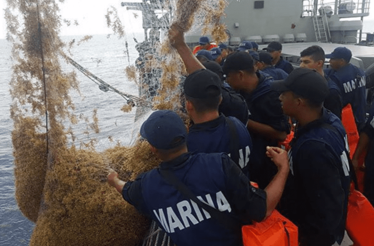 En dos días helicópteros y barcos de guerra recogen 10 toneladas de sargazo