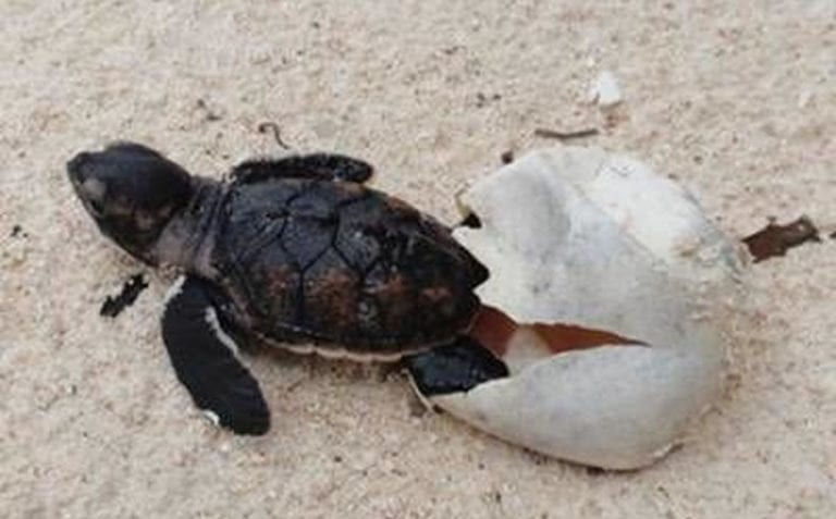 Akumal registra ya 21 nidos de tortugas marinas