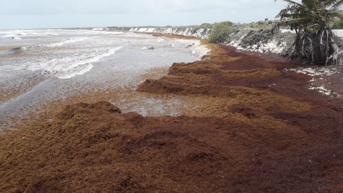 sargazo en Cozumel