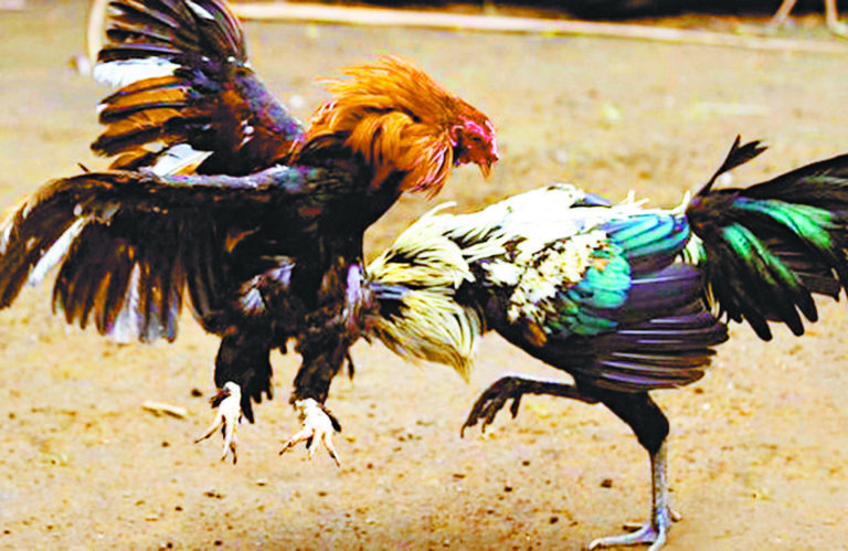 Piden palqueros, caleseros y galleros dar marcha atrás a Ley de Bienestar Animal