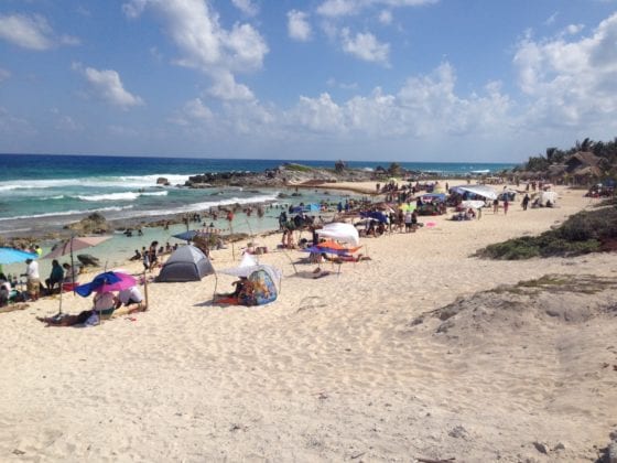 M&aacute;s de 500 nidos de tortugas marinas se han registrado en lo que va de poco m&aacute;s de un mes que inicio la temporada de anidaci&oacute;n en las costas de Cozumel, hasta el momento los quelonios no han encontrado mayores problemas para hacer sus nidos y depositar sus huevos en las playas debido a que la presencia del sargazo es m&iacute;nimo; sin embargo, si se ha detectado presencia de perros ferales y gente que acude a las playas los fines de semana que quitan las estacas de marcaci&oacute;n.