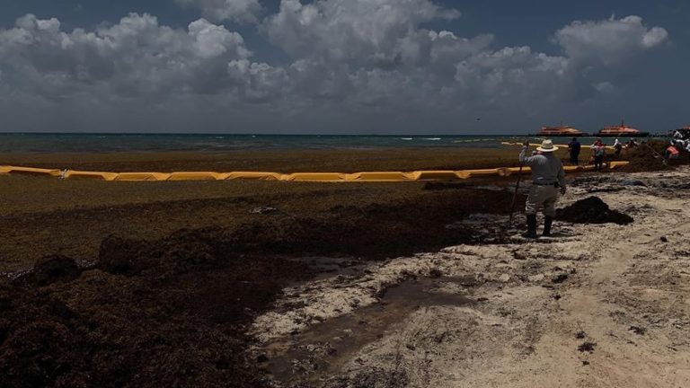 Barrera de Ar.Co arroja “cerros” de sargazo en un punto de la playa