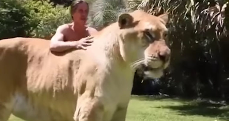 Ligre es captado en video e impresiona por su gran tamaño