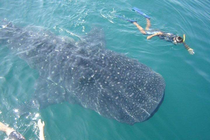 Conanp entregó permisos a influyentes para avistamiento del tiburón ballena