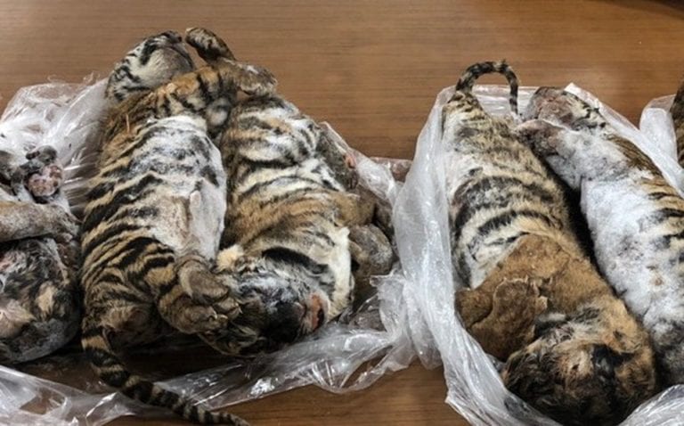 Siete tigres congelados fueron encontrados dentro de un auto en Vietnam