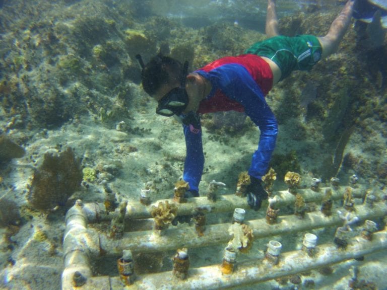 Fundación de Parques y Museos de Cozumel realiza programa de restauración de arrecifes